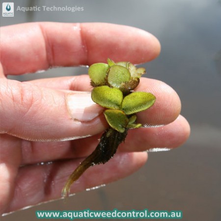 aquatic-technologies-weed-types-australia