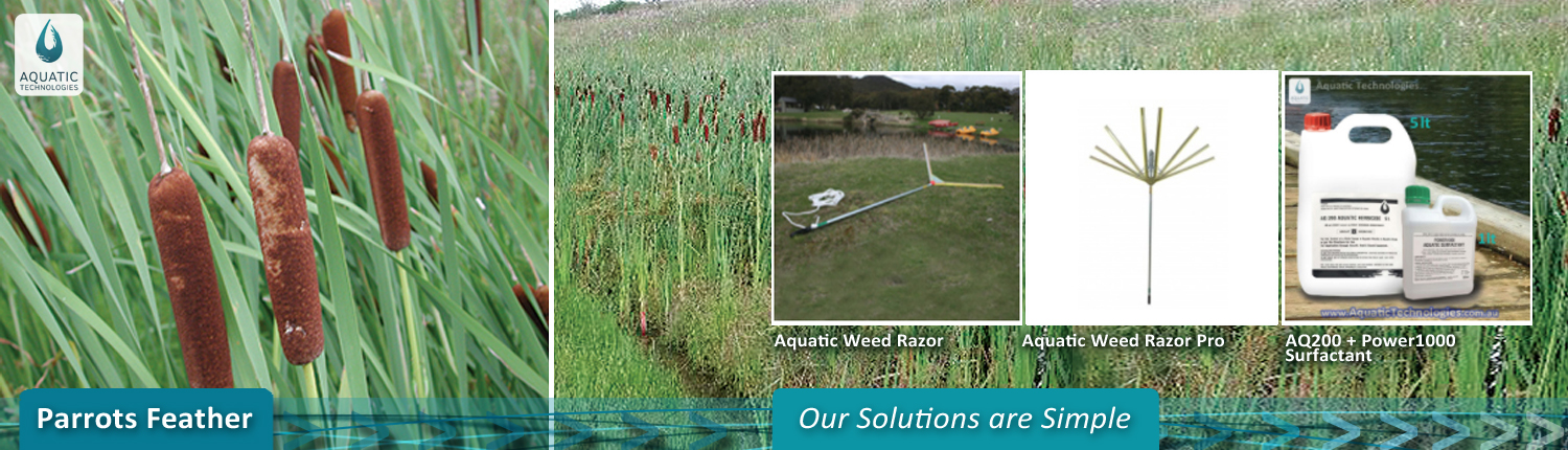 control-cumbungi-aquatic-weed