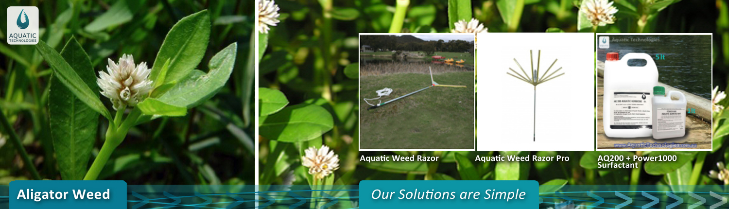 remove-aligator-weeds