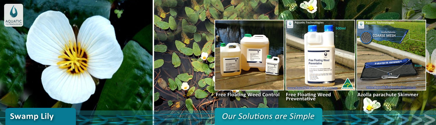 get-rid-of-swamp-lily-weeds