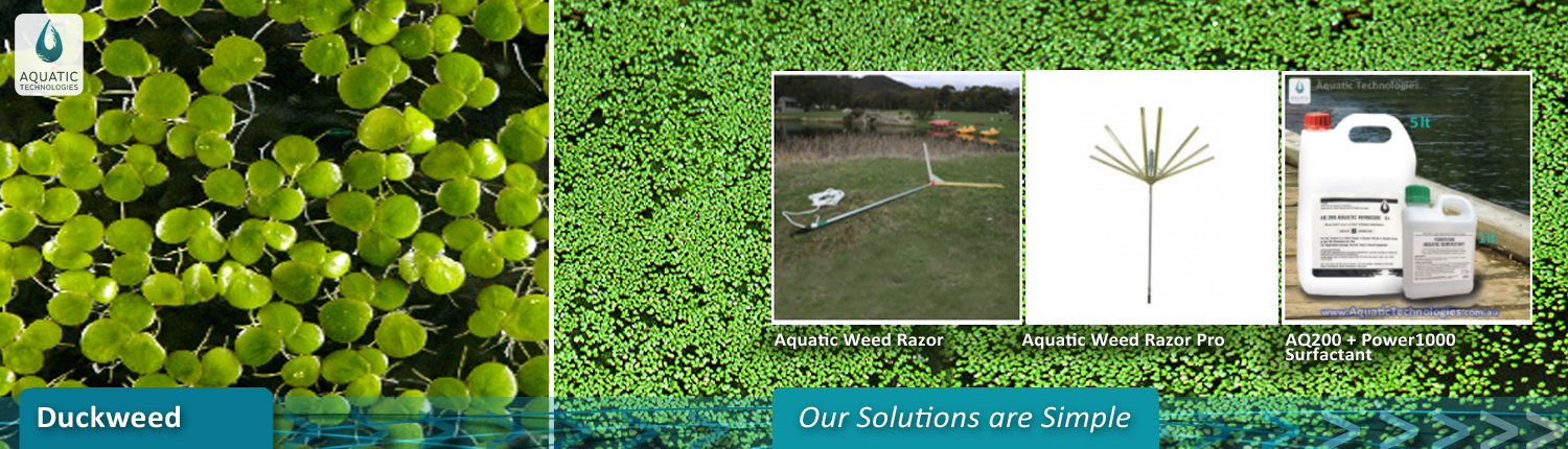 kill-duckweed-completely